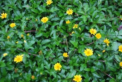 Cây sài đất trị ngứa khắp người