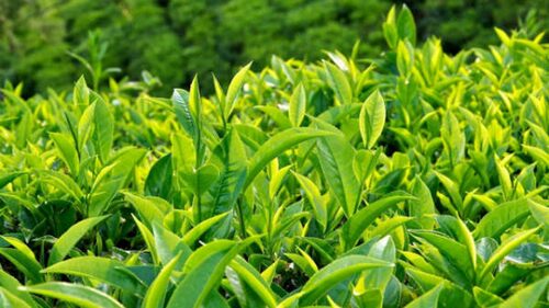 Tắm cho trẻ bằng lá chè xanh