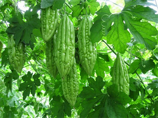 Tắm cho trẻ bằng mướp đắng