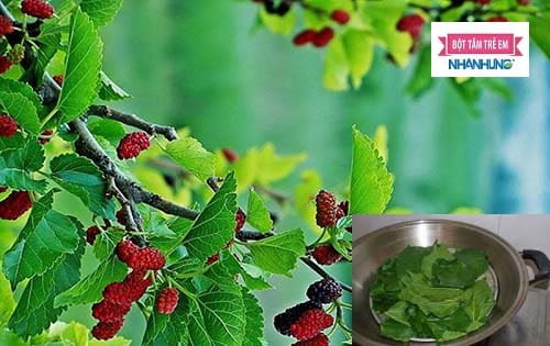 Trị rôm sảy cho người lớn bằng lá dâu tằm