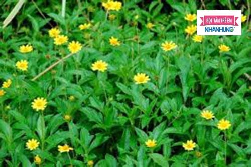 Trị rôm sảy cho người lớn bằng sài đất