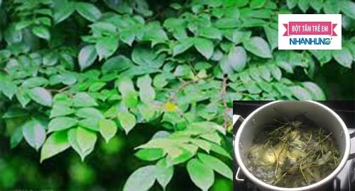 Trị rôm sảy cho người lớn bằng nước tắm lá khế