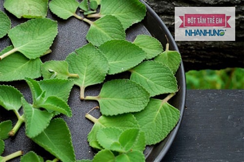 Mẹo chữa ho đơn giản với lá húng chanh.