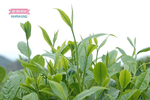 Tắm lá chè xanh giúp hạn chế triệu chứng viêm da dị ứng tiếp xúc.