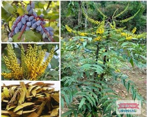 Hoàng Liên ô rô có nhiều tác dụng tốt với sức khỏe