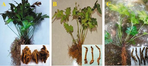 Hoàng Liên: Thảo dược có hàm lượng BERBERINE cao nhất