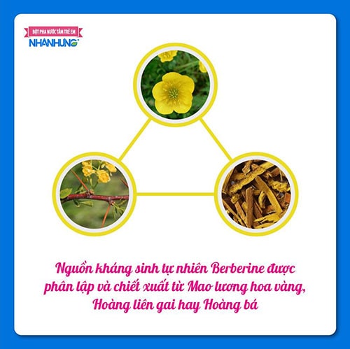 Nguồn kháng sinh tự nhiên Berberine được phân lập và chiết xuất từ Mao lương hoa vàng, Hoàng liên gai hay Hoàng bá.
