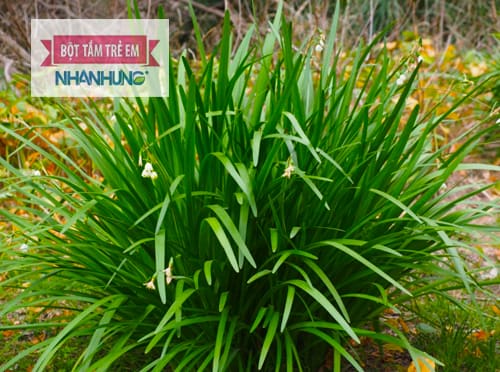 Lá hẹ có tính ấm, có khả năng diệt khuẩn và chống viêm tốt.