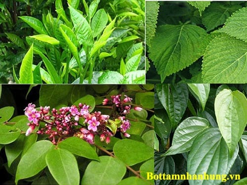 Khi sử dụng lá tắm chữa rôm sảy cho bé cha mẹ cần hết sức thận trọng