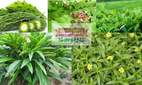 Các loại lá tắm trị mụn sữa cho trẻ sơ sinh an toàn