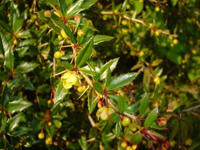 Hoàng Liên Gai có nguồn Berberine thực vật tự nhiên cao nhất