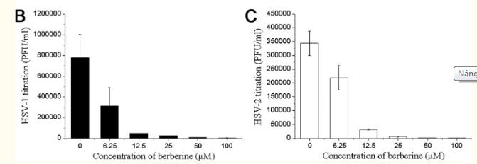 Berberine ức chế sự nhân lên của Virus HSV