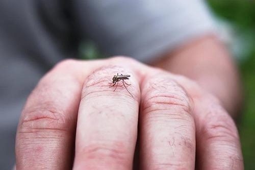 Người lớn và trẻ em đều bị sốt xuất huyết