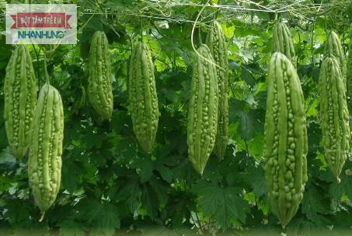 Tắm nước quả mướp đắng(khổ qua) trị rôm sảy rất tốt - trị rôm sảy cho người lớn