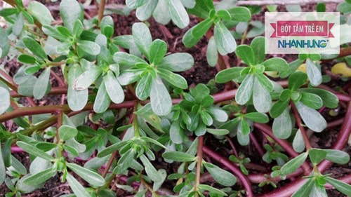 Rau sam là thực phẩm rất giàu dinh dưỡng giúp tẩy giun hiệu quả.