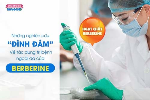 Berberine xuất hiện trong nhiều nghiên cứu “đình đám”