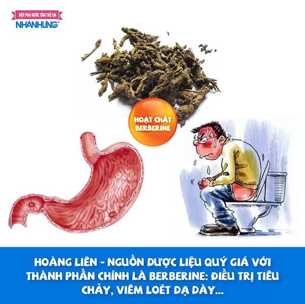 Hoàng liên - nguồn dược liệu quý giá với thành phần chính là Berberine: điều trị tiêu chảy, viêm loét dạ dày...