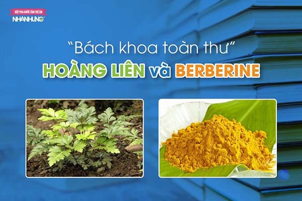Tinh chất Hoàng liên và hoạt chất Berberine: Tuy 2 mà 1.