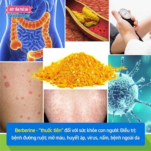 Berberine - “thuốc tiên” đối với sức khỏe con người.
