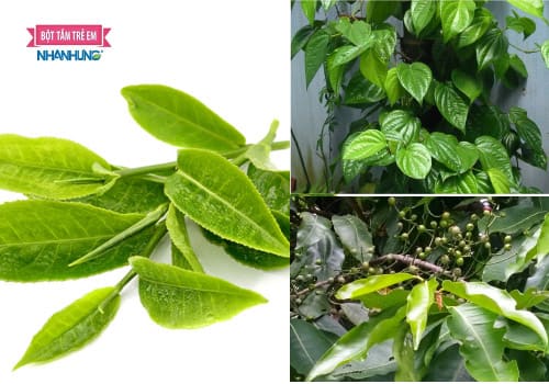 3 loại lá tắm thông dụng trị hăm bẹn cho bé được hầu hết các mẹ tin dùng