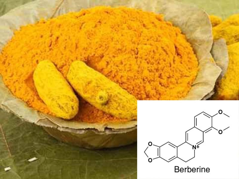Berberine được y học phương Đông sử dụng để điều trị bệnh từ hơn 3000 năm trước