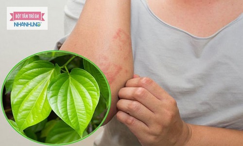 Bài thuốc dân gian từ lá trầu không chữa viêm da dị ứng thời tiết.