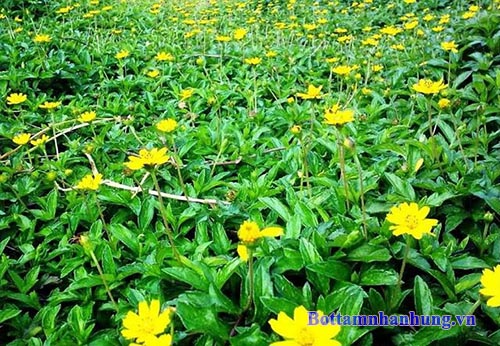 Bài thuốc dân gian từ lá sài đất chữa viêm da tiếp xúc.