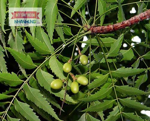 Lá sầu đâu chữa thủy đậu hiệu quả