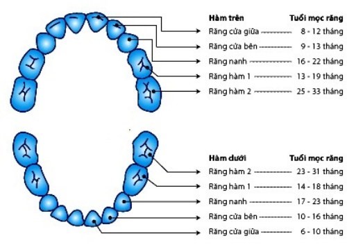Thông thường bé sẽ thay răng hàm sữa số 1 và số 2, còn răng số 3 không thay.