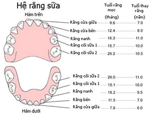 Em bé có bao nhiêu răng sữa? Tìm hiểu số lượng và cách chăm sóc