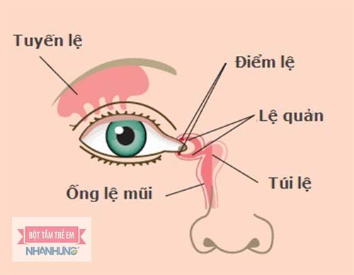 Hình ảnh vị trí tuyến của tuyến lệ