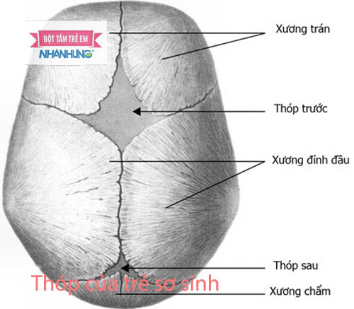 Cấu trúc xương sọ và vị trí thóp trước, thóp sau
