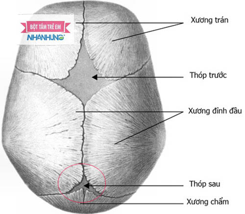 Vị trí thóp sau ở trre sơ sinh mẹ có thể dùng tay kiểm tra dễ dàng