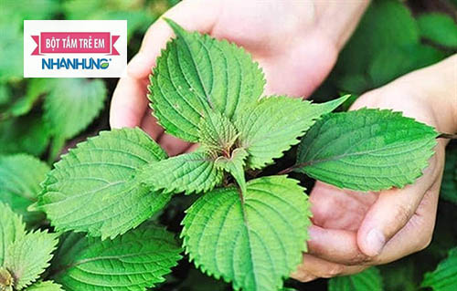 Cách chữa mề đay dân gian bằng lá kinh giới