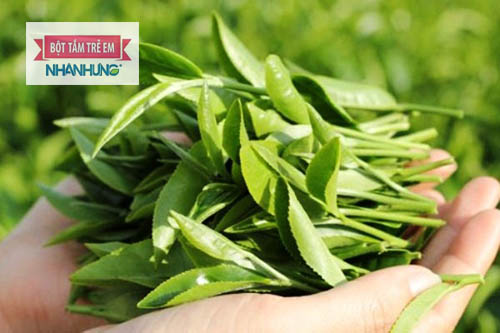 Lá chè xanh chữa bệnh mề đay an toàn