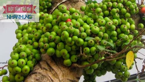 Trị giời leo bằng quả sung - Lưu ý là lấy sung xanh mới cho nhiều nhựa