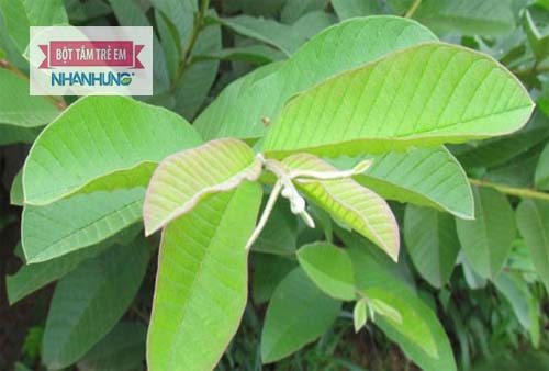  Chữa viêm da cơ địa bằng đông y từ lá ổi cho trẻ.