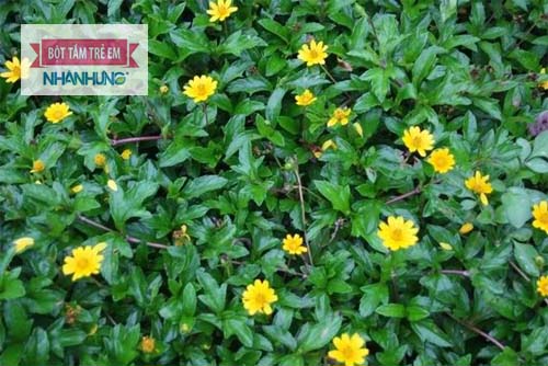  Chữa viêm da cơ địa bằng thuốc đông y từ cây sài đất.