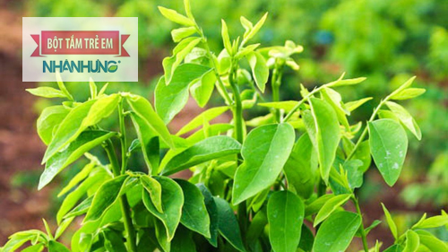 Rau ngót có tác dụng, làm sạch khoang miệng, chữa tưa lưỡi rất tốt.