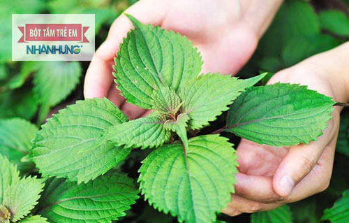 Cháo tía tô là món ăn mà mẹ không thể bỏ qua khi trẻ bị ho.