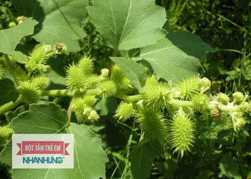 Bài thuốc dân gian giúp ngăn ngừa bệnh hiệu quả cho bé.