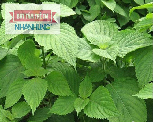 Chữa viêm tai giữa cho trẻ bằng lá kinh giới.