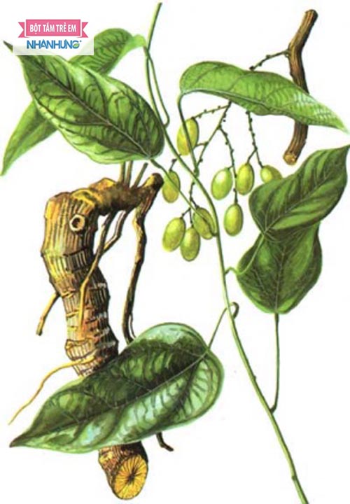 Vàng đắng có chứa hàm lượng Berberine nhiều nhất