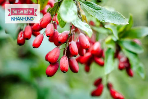 Berberine có trong nhiều các loại cây
