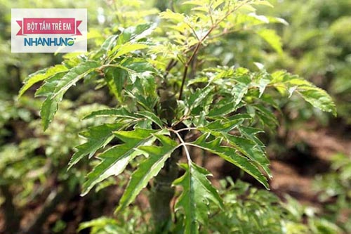 Lá đinh lăng chứa rất nhiều công dụng chữa bệnh