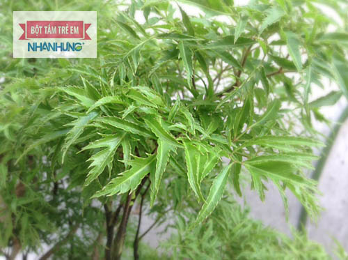 Lá đinh lăng có thể dùng để tắm hoặc gối cho bé