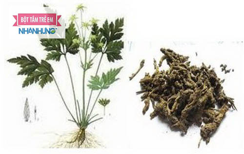 Vị thuốc quý Hoàng liên chân gà