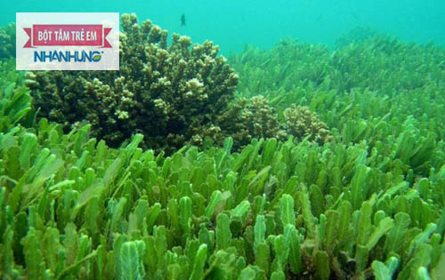 Chlorophyll – tinh chất diệp lục có nhiều trong tảo biển