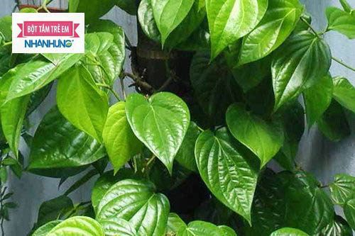Bài thuốc dùng lá trầu không chữa hăm tã cho bé