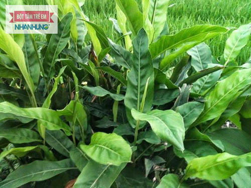 Tắm lá riềng khi trẻ sơ sinh bị mụn kê